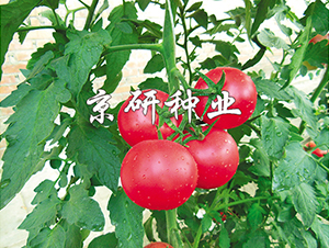 ����101-���ѷN��-���зN�I(y��)