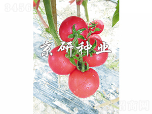 ����205-���ѷN��-���зN�I(y��)