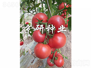 ����303-���ѷN��-���зN�I(y��)