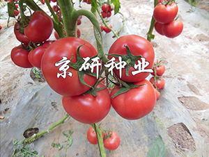 ����3̖-���ѷN��-���зN�I(y��)