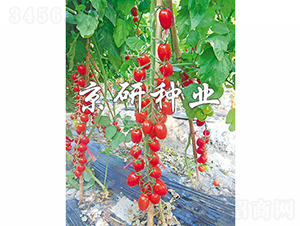 �����t��1̖-���ѷN��-���зN�I(y��)