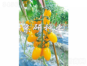 �����S��1̖-���ѷN��-���зN�I(y��)