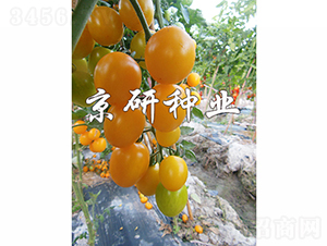 �����S��3̖-���ѷN��-���зN�I(y��)