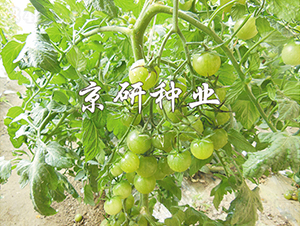 �����G��1̖-���ѷN��-���зN�I(y��)