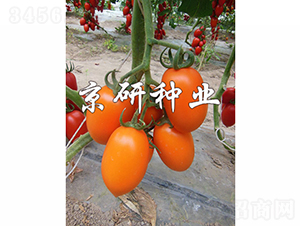 �����S�_1̖-���ѷN��-���зN�I(y��)