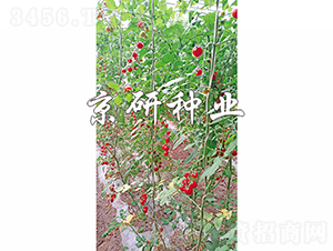 ������˼��-���ѷN��-���зN�I(y��)