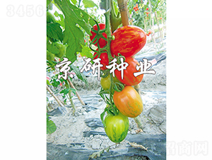 �����в�2̖-���ѷN��-���зN�I(y��)