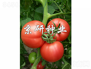 �ɿ�5̖-���ѷN��-���зN�I(y��)