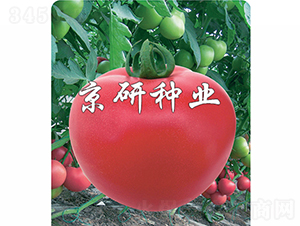 �ɿ�8̖-���ѷN��-���зN�I(y��)