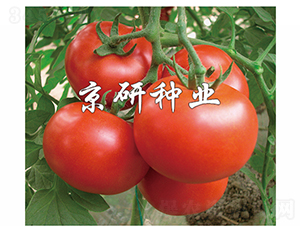 �Ѽt7̖-���ѷN��-���зN�I(y��)