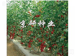 ����1̖-���ѷN��-���зN�I(y��)