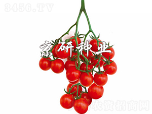 ����1̖-���ѷN��-���зN�I(y��)