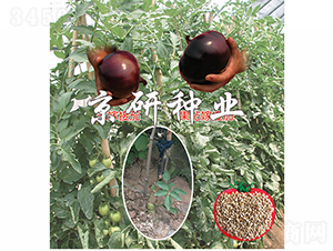 ����1̖-���ѷN��-���зN�I(y��)