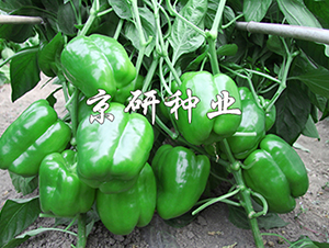 ����113-�����N��-���зN�I(y��)