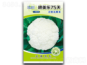 ������75��-��Ҭ�˷N��-�Ƞ�