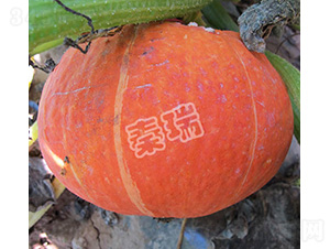 �t���Ϲ�-�ϹϷN��-����