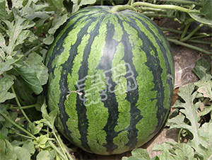 ����668-���ϷN��-����