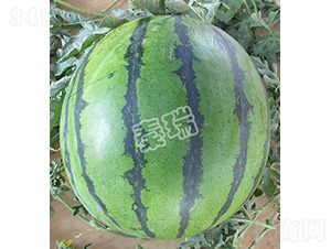 ���𳬰�-���ϷN��-����