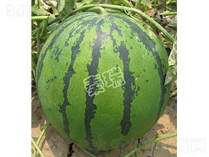 �����̖(h��o)-���ϷN��-����