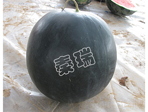 ������-���ϷN��-����