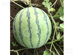 ����8424-���ϷN��-����