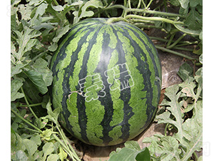 ����999-���ϷN��-����