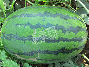 �ؿ���̖(h��o)-���ϷN��-����