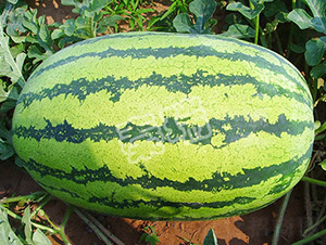 �p����̖(h��o)-���ϷN��-����