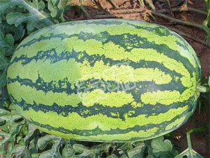 ���������̖(h��o)-���ϷN��-����