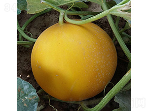 ����t����-��ϷN��-����