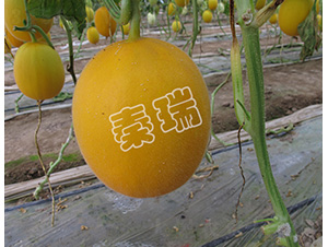 ����tһ̖(h��o)-��ϷN��-����