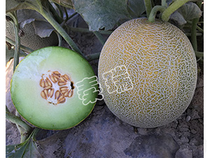 �G���2̖(h��o)-��ϷN��-����