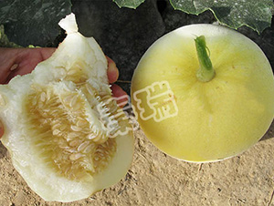 �����ʮ-��ϷN��-����