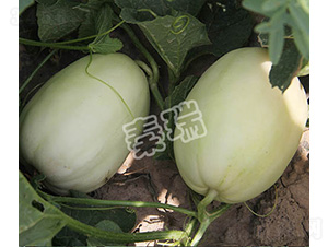 ������̖(h��o)-��ϷN��-����