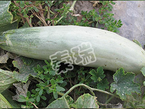 ������Ǵ�-��ϷN��-����