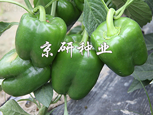 ����809-�����N��-���зN�I(y��)