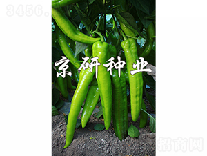 ����909-�����N��-���зN�I(y��)