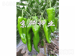 ����311-�����N��-���зN�I(y��)