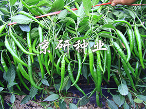 ����407-�����N��-���зN�I(y��)