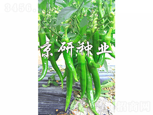 ����216-�����N��-���зN�I(y��)