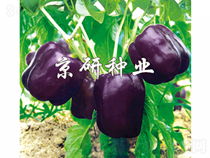 ����2̖-�����N��-���зN�I(y��)