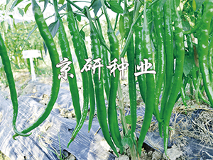 ����3̖(h��o)-�����N��-���зN�I(y��)