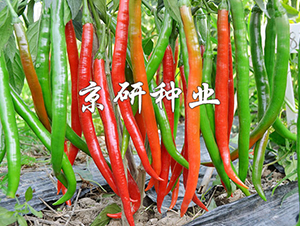 ����5̖(h��o)-�����N��-���зN�I(y��)