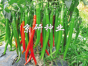 ����6̖(h��o)-�����N��-���зN�I(y��)