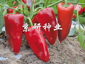 ��������3̖(h��o)-�����N��-���зN�I(y��)