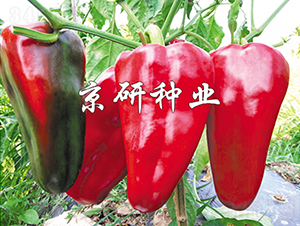 ���T6̖(h��o)-�����N��-���зN�I(y��)