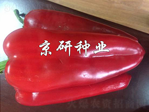 ���T205-�����N��-���зN�I(y��)