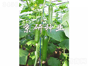 �G���`6̖-�S�ϷN��-���зN�I(y��)