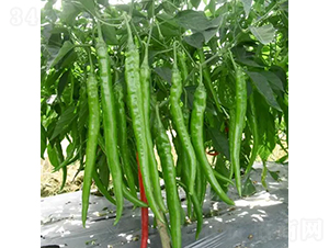 ����-�����N��-��������