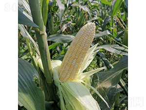 ����169-���׷N��-��������